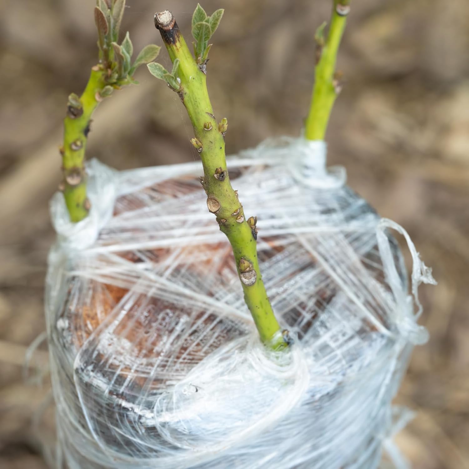 Ekologiczna, biodegradowalna t – Grafting Tape recenzja i cena